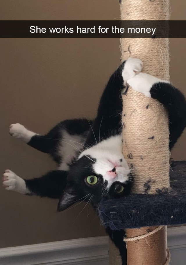 Cat-Snap Photos