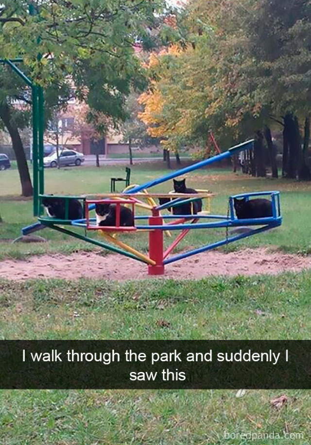 Cat-Snap Photos