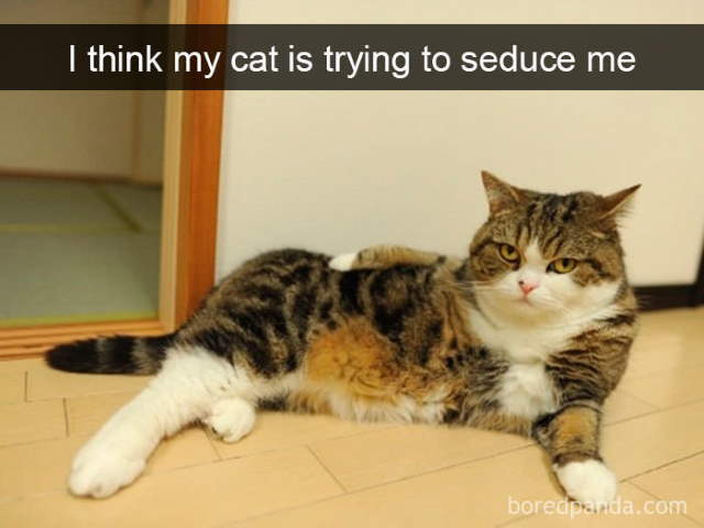 Cat-Snap Photos