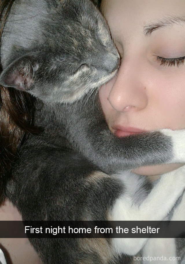 Cat-Snap Photos