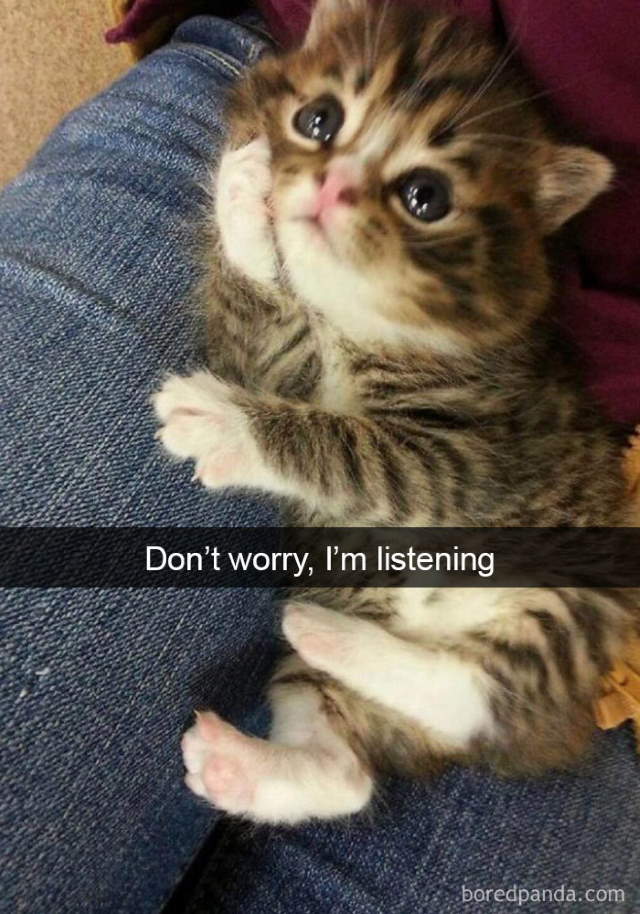 Cat-Snap Photos