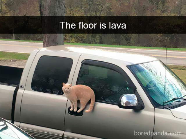 Cat-Snap Photos