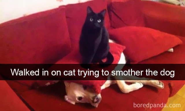 Cat-Snap Photos