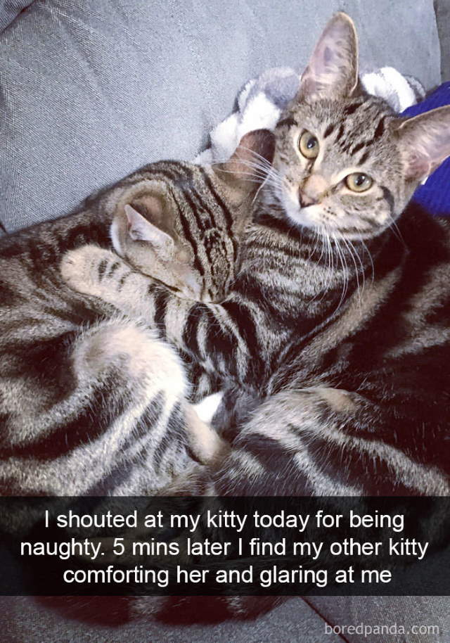 Cat-Snap Photos