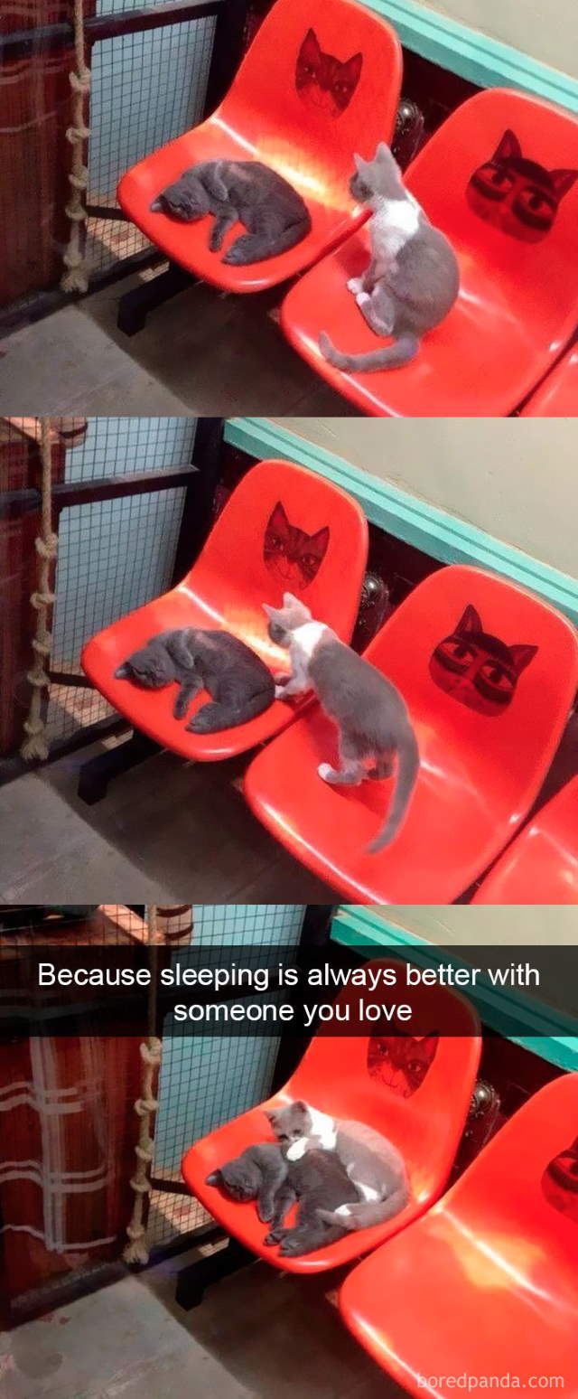 Cat-Snap Photos