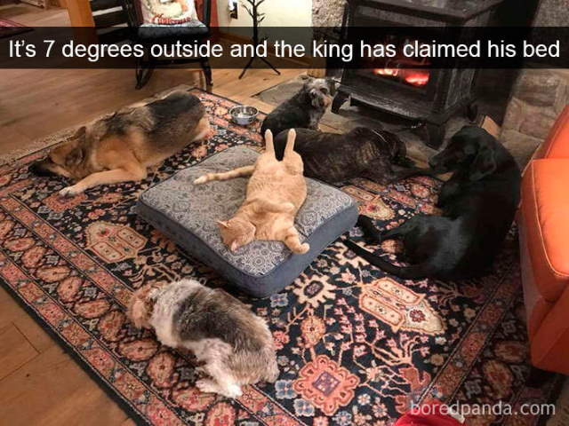 Cat-Snap Photos