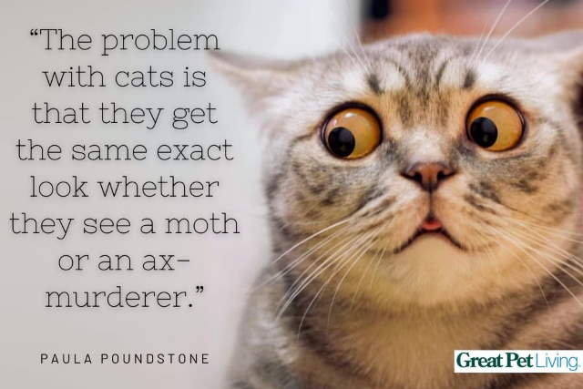 Cat-Snap Photos