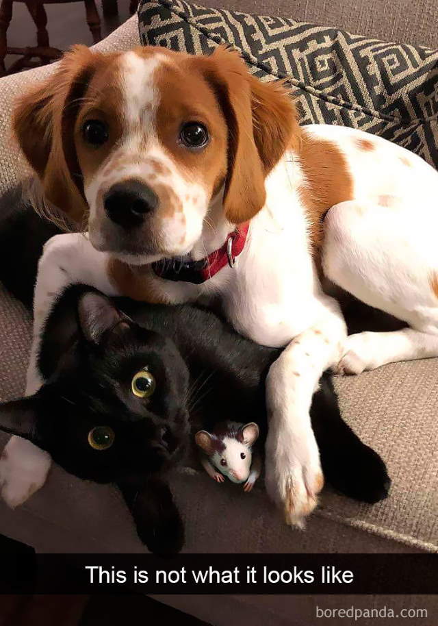 Cat-Snap Photos