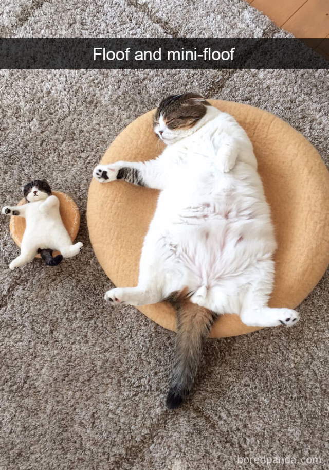 Cat-Snap Photos