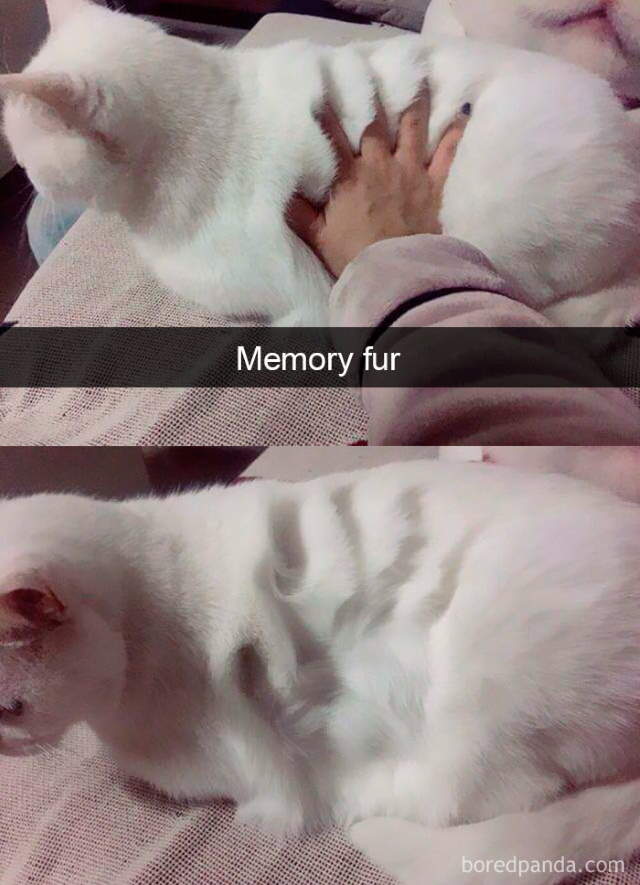 Cat-Snap Photos