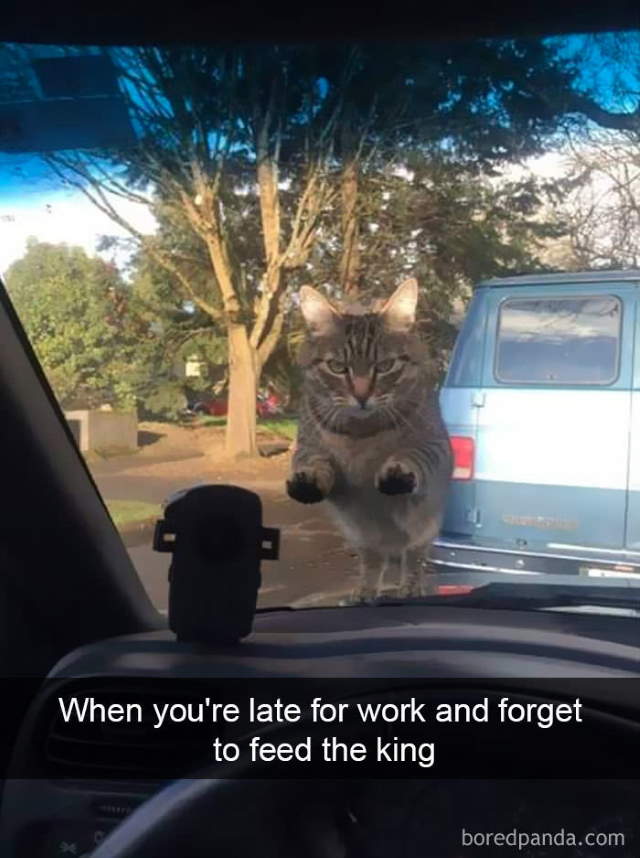 Cat-Snap Photos