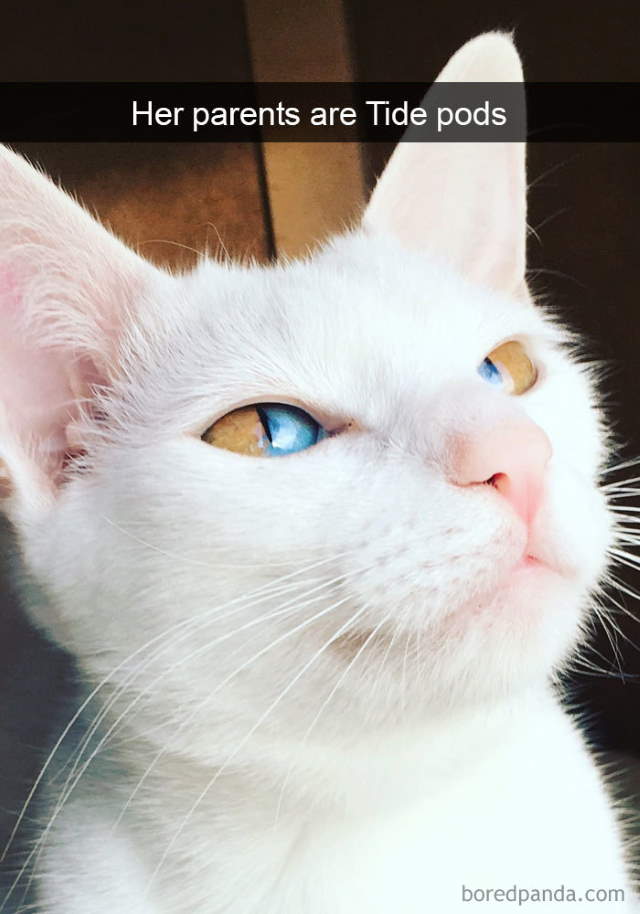 Cat-Snap Photos