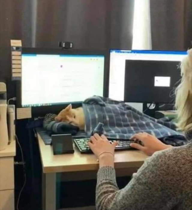 Shangrala's Cat Logic 2!