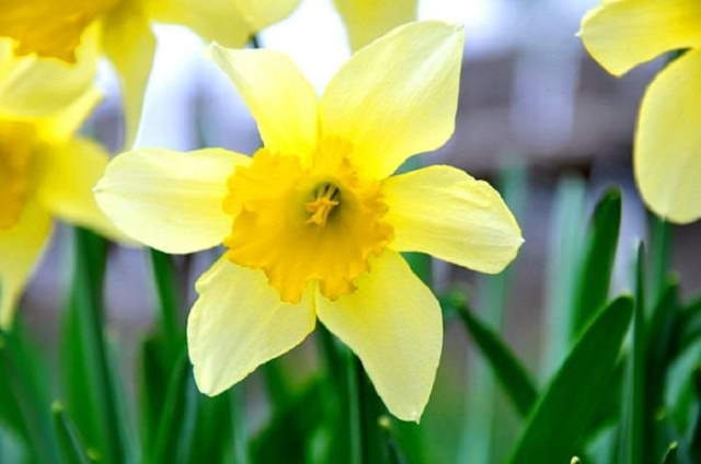 Shangrala's Beloved Flower Meanings