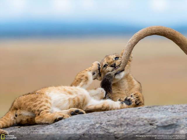 Shangrala's Best Of National Geographic 6