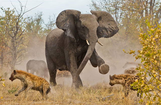 Shangrala's Best Of National Geographic 6