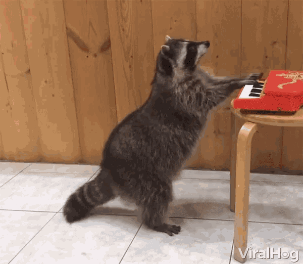 Shangrala's Cute Raccoons