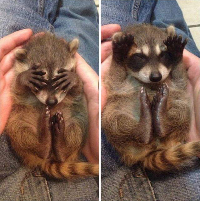 Shangrala's Cute Raccoons