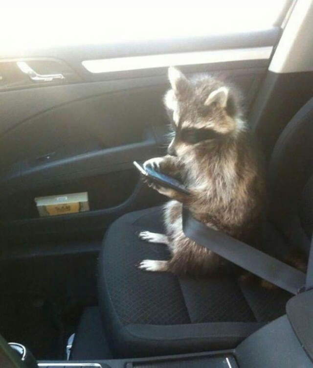 Shangrala's Cute Raccoons