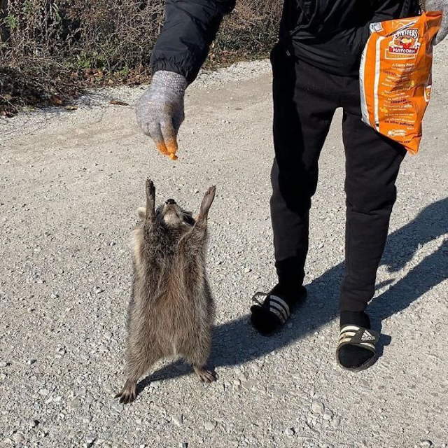 Shangrala's Cute Raccoons