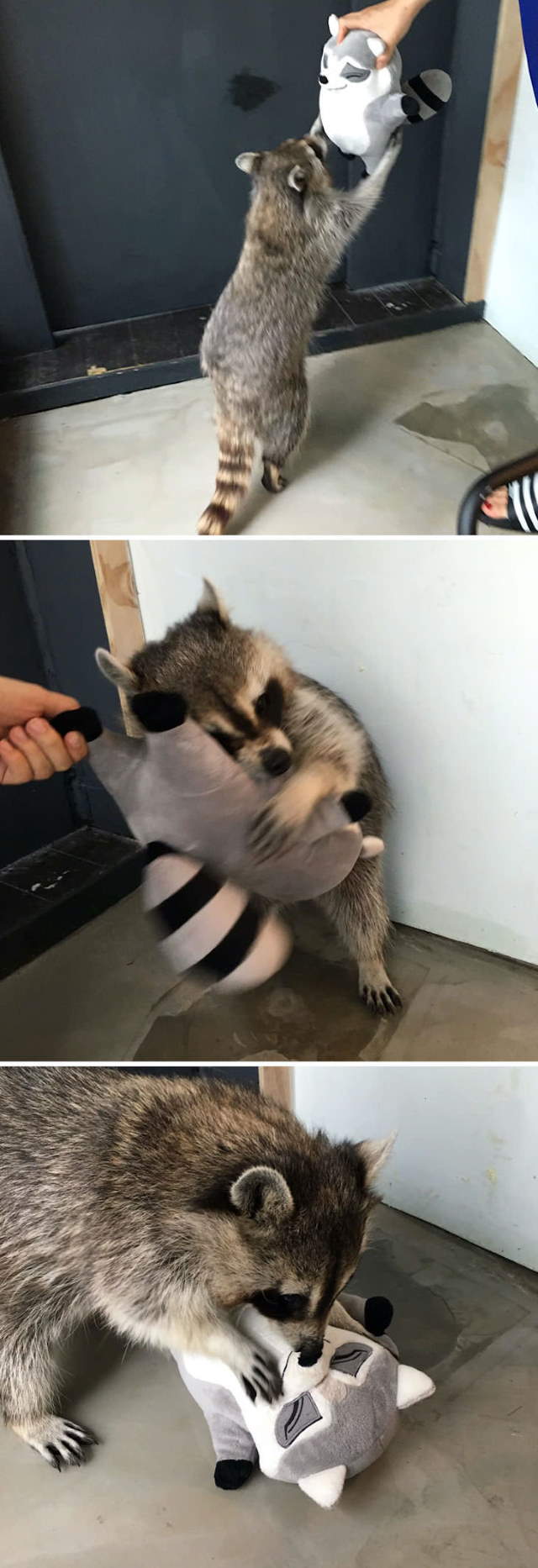Shangrala's Cute Raccoons
