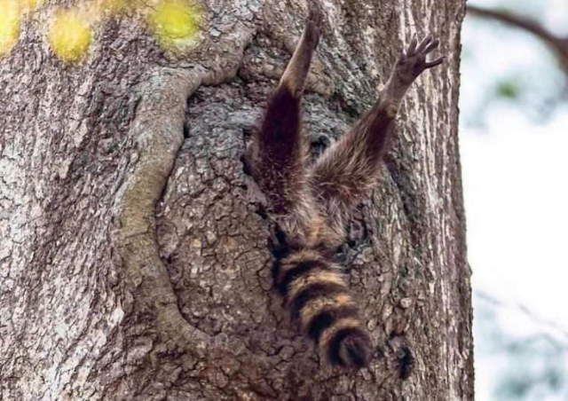 Shangrala's Cute Raccoons
