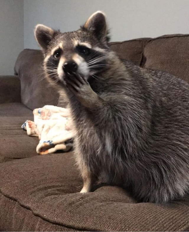 Shangrala's Cute Raccoons