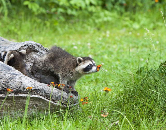 Shangrala's Cute Raccoons