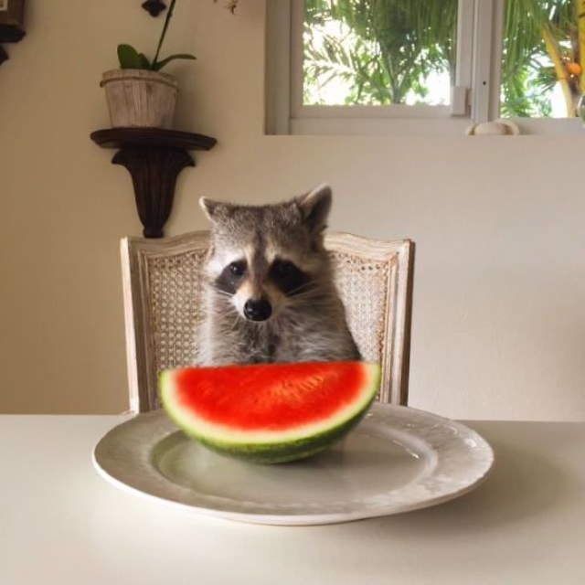 Shangrala's Cute Raccoons