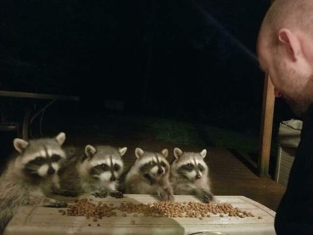 Shangrala's Cute Raccoons