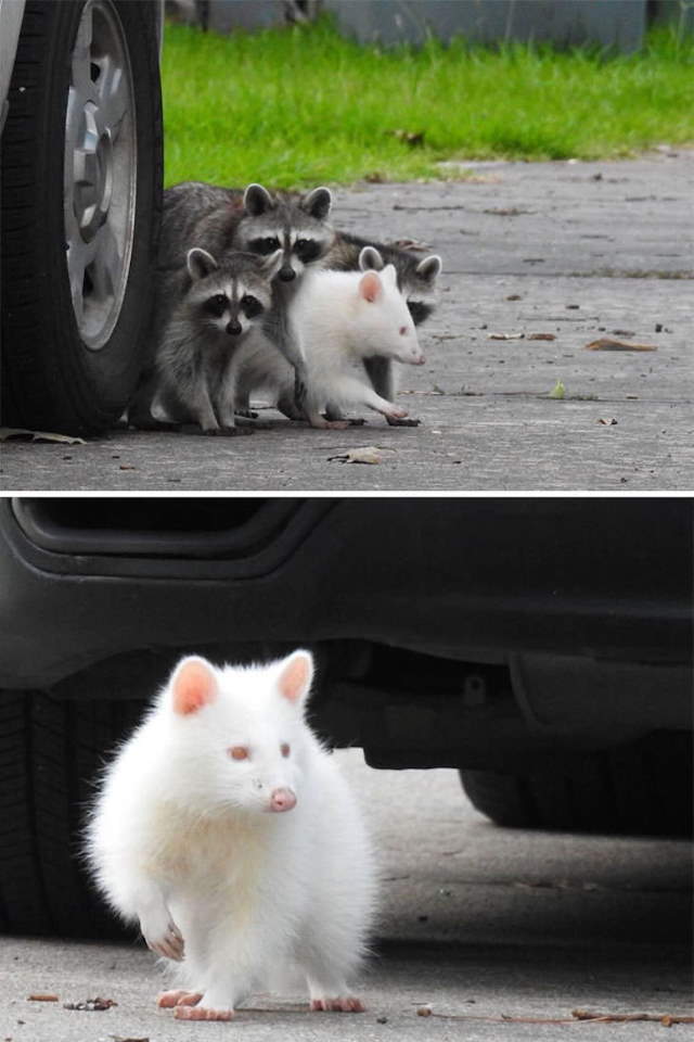 Shangrala's Cute Raccoons