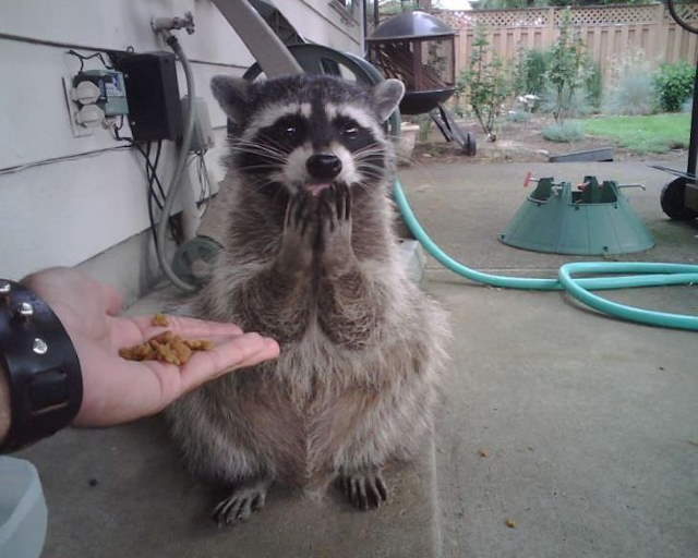Shangrala's Cute Raccoons