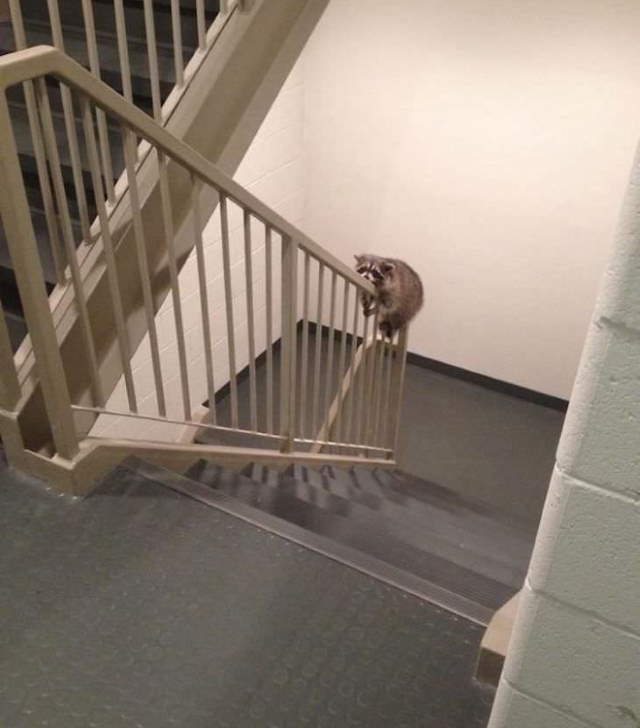 Shangrala's Cute Raccoons