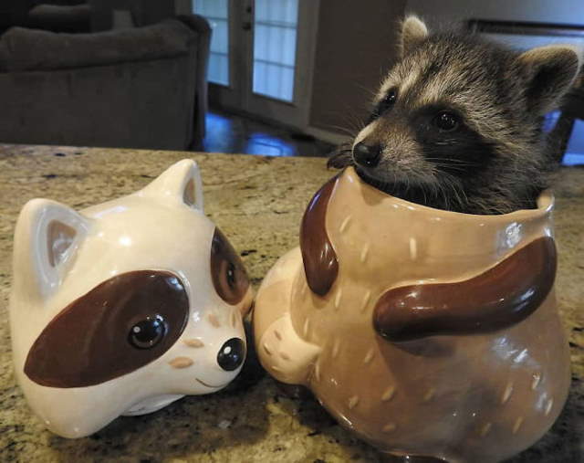 Shangrala's Cute Raccoons