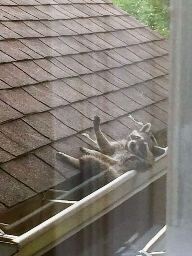 Shangrala's Cute Raccoons