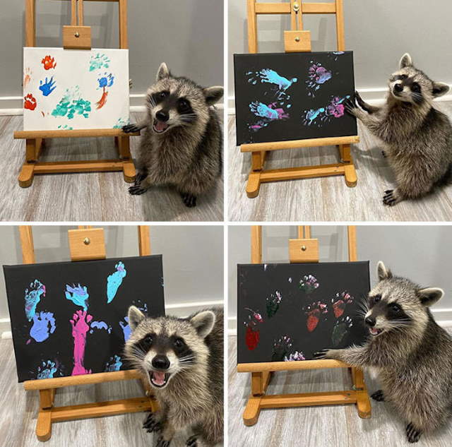 Shangrala's Cute Raccoons