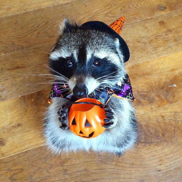 Shangrala's Cute Raccoons