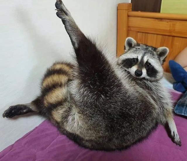 Shangrala's Cute Raccoons