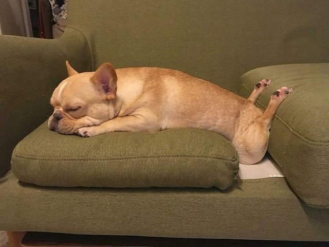 Funny Sleeping Pets