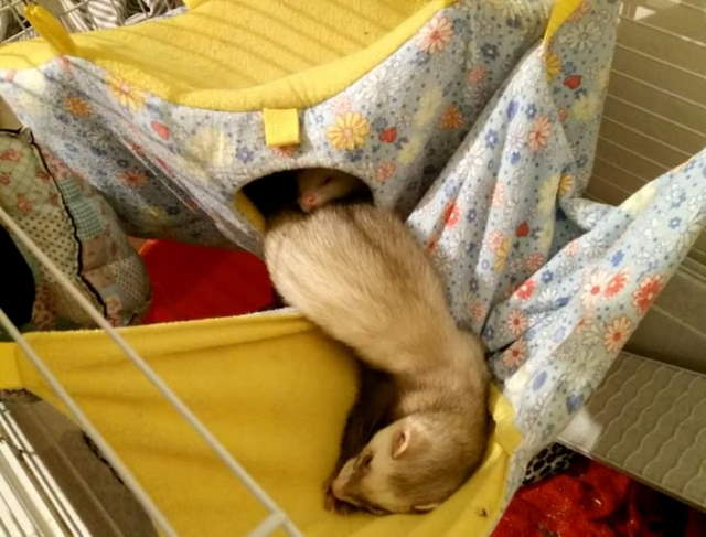 Funny Sleeping Pets