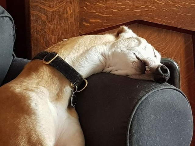 Funny Sleeping Pets