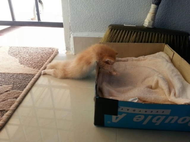 Funny Sleeping Pets