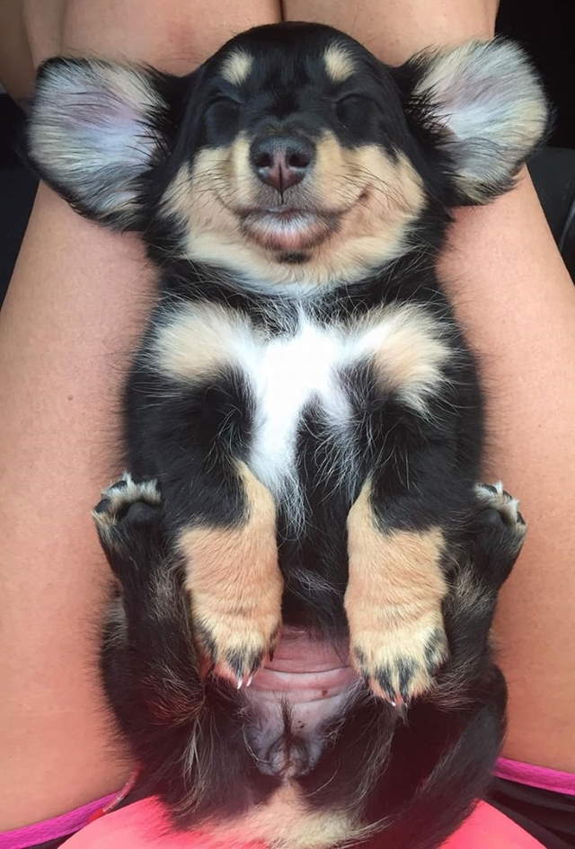 Funny Sleeping Pets