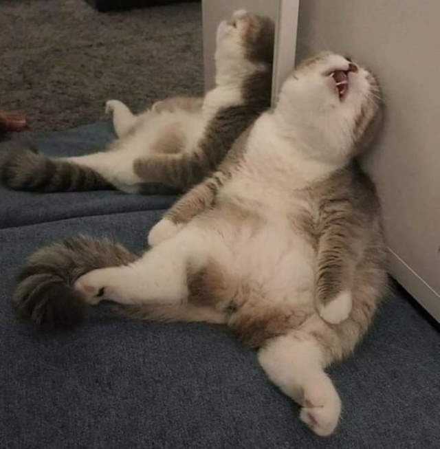 Funny Sleeping Pets