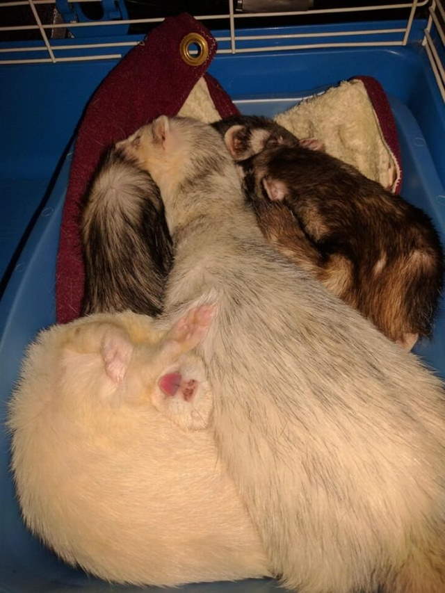 Funny Sleeping Pets