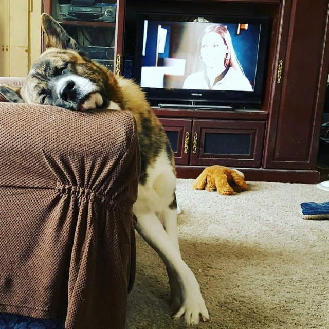 Funny Sleeping Pets