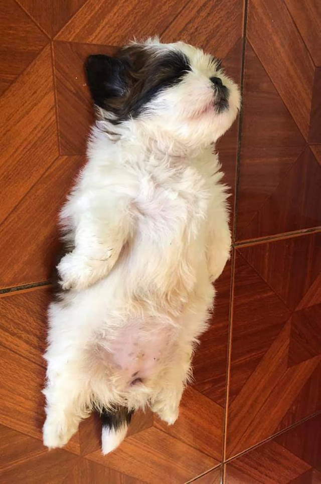 Funny Sleeping Pets