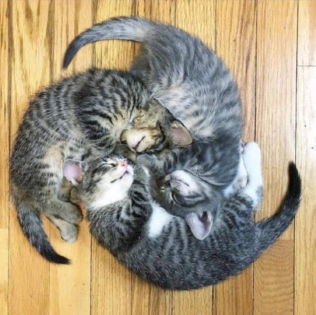 Funny Sleeping Pets