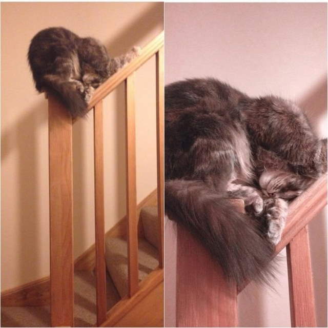 Funny Sleeping Pets