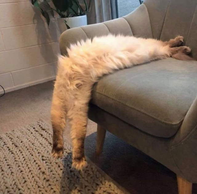 Funny Sleeping Pets